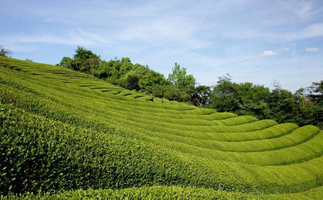 粉末煎茶 おすすめ